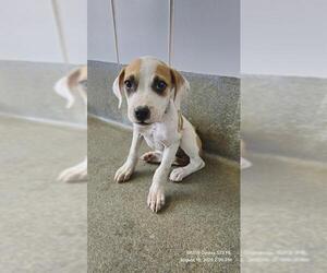Boxer-Unknown Mix Dogs for adoption in San Antonio, TX, USA