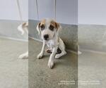 Small Boxer Mix