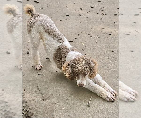 Medium Photo #3 Poodle (Miniature) Puppy For Sale in Lee's Summit, MO, USA