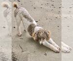 Small #2 Poodle (Miniature)