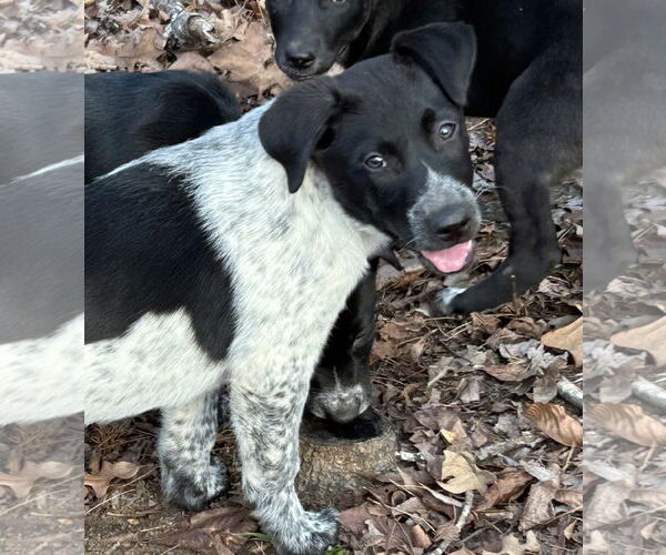 Medium Photo #7 Pointer-Unknown Mix Puppy For Sale in Rockaway, NJ, USA