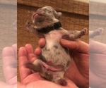 Small Photo #10 French Bulldog Puppy For Sale in PLACERVILLE, CA, USA