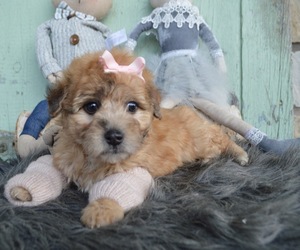 F2 Aussiedoodle Puppy for sale in HONEY BROOK, PA, USA