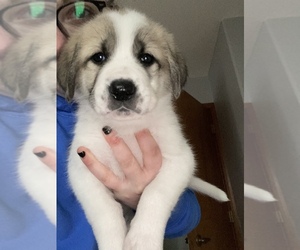 Anatolian Shepherd-Great Pyrenees Mix Puppy for sale in SPOKANE VALLEY, WA, USA