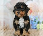 Puppy Ryder Bernedoodle (Miniature)