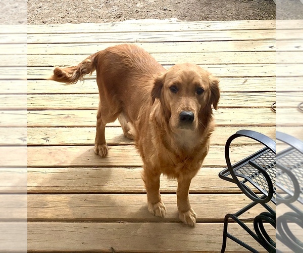 Medium Photo #1 Golden Retriever Puppy For Sale in NUNN, CO, USA