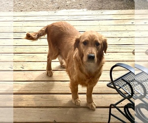 Mother of the Golden Retriever puppies born on 03/08/2026