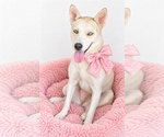 American Eskimo mix, female - Female American Eskimo Dog-Unknown Mix Dog for Adoption - Small photo