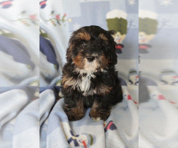 Medium Photo #7 Bernedoodle (Miniature) Puppy For Sale in MILWAUKEE, WI, USA