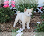 Small Photo #2 Shiba Inu Puppy For Sale in SHILOH, OH, USA