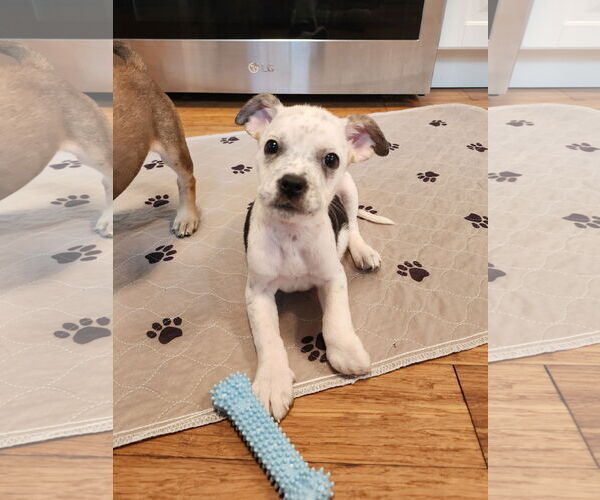 Medium Photo #2 Boston Huahua Puppy For Sale in St. Louis Park, MN, USA