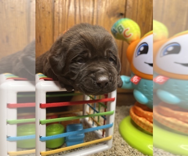 Medium Photo #4 Labrador Retriever Puppy For Sale in NEOLA, WV, USA