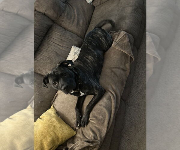 Medium Photo #11 American Pit Bull Terrier-Unknown Mix Puppy For Sale in Brewster, NY, USA