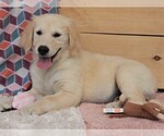 Small Photo #8 Golden Retriever Puppy For Sale in SYRACUSE, IN, USA