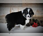 Small Photo #4 Miniature Australian Shepherd Puppy For Sale in HUNTINGTON, UT, USA
