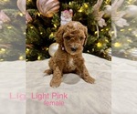 Puppy Puppy 2 Goldendoodle (Miniature)