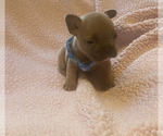Puppy 5 French Bulldog