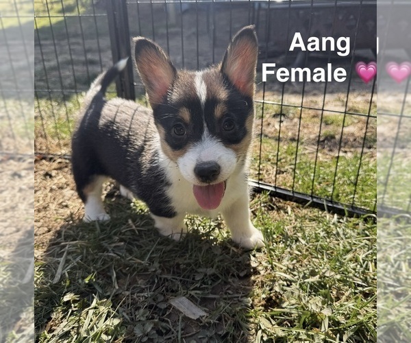 Medium Photo #5 Pembroke Welsh Corgi Puppy For Sale in EPHRATA, PA, USA