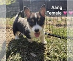 Small #4 Pembroke Welsh Corgi
