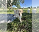 Puppy Buck Golden Retriever