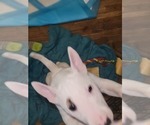 Small Photo #8 Bull Terrier Puppy For Sale in LONG BEACH, CA, USA
