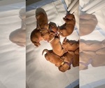 Small #10 Golden Retriever