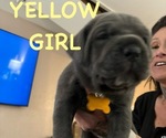 Puppy Yellow Cane Corso