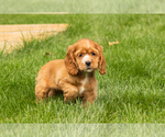 Image preview for Ad Listing. Nickname: Litter of 9