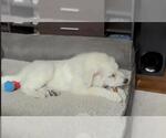 Small #28 Great Pyrenees Mix