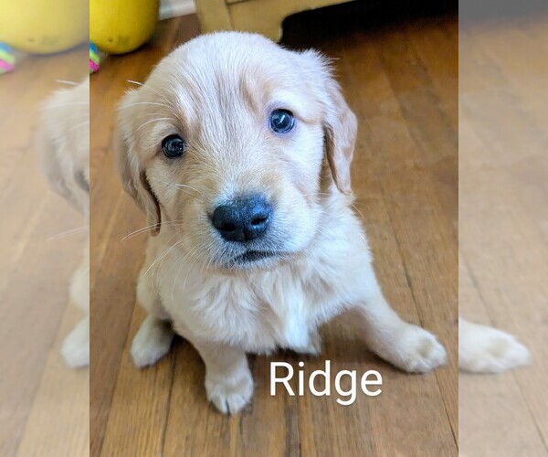 Medium Photo #10 Golden Retriever Puppy For Sale in PAMPLIN, VA, USA