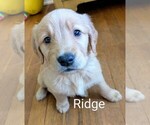 Small #9 Golden Retriever
