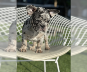 French Bulldog Puppy for sale in CORAL SPRINGS, FL, USA