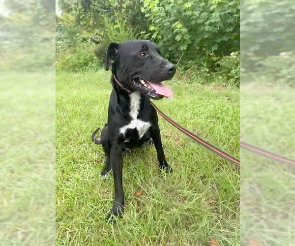 Medium Photo #4 Bulldog-Labrador Retriever Mix Puppy For Sale in Tarrytown, GA, USA