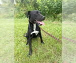 Small #3 Bulldog-Labrador Retriever Mix