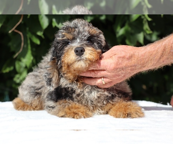 Medium Photo #2 Bernedoodle (Miniature) (+ Poodle Miniature) Puppy For Sale in DYERSBURG, TN, USA