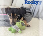 Small #3 Dachshund