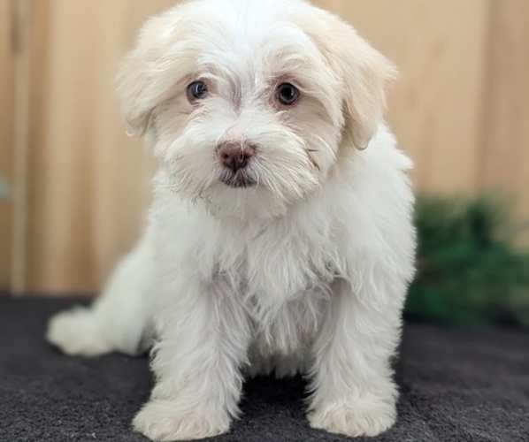 Medium Photo #4 Havanese Puppy For Sale in GOSHEN, IN, USA