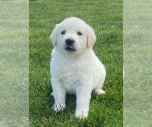 Golden Retriever Puppy for sale in SANTA ANA, CA, USA