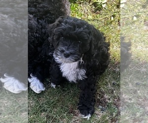 Medium Cavapoo (Miniature)