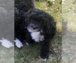 Puppy Puppy 4 Cavapoo (Miniature)