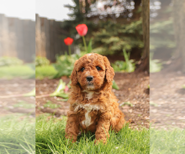 Medium Photo #3 Goldendoodle (Miniature) Puppy For Sale in KILLINGER, PA, USA