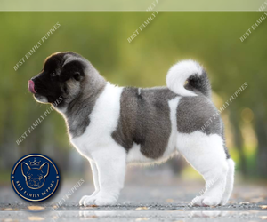 Akita Puppy for sale in CHEYENNE, WY, USA