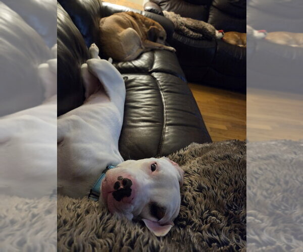 Medium Photo #4 Boxer-Unknown Mix Puppy For Sale in Springdale, PA, USA