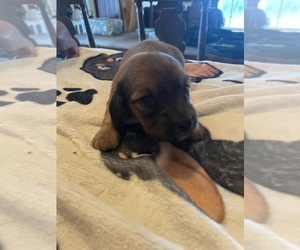 Dachshund Puppy for sale in MONONA, IA, USA