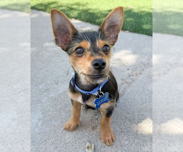 Medium Photo #3 Chihuahua-Unknown Mix Puppy For Sale in Corona, CA, USA