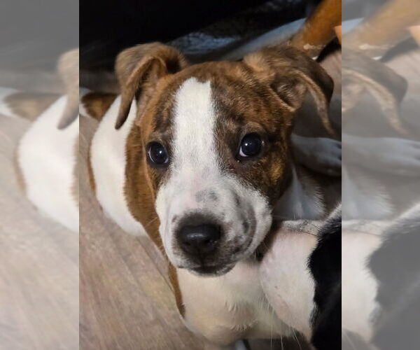 Medium Photo #7 Labrador Retriever-Unknown Mix Puppy For Sale in Brewster, NY, USA