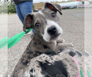 Catahoula Leopard Dog-Unknown Mix Dogs for adoption in Minneapolis, MN, USA