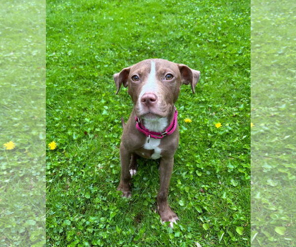 Medium Photo #31 Mutt Puppy For Sale in Philadelphia, PA, USA