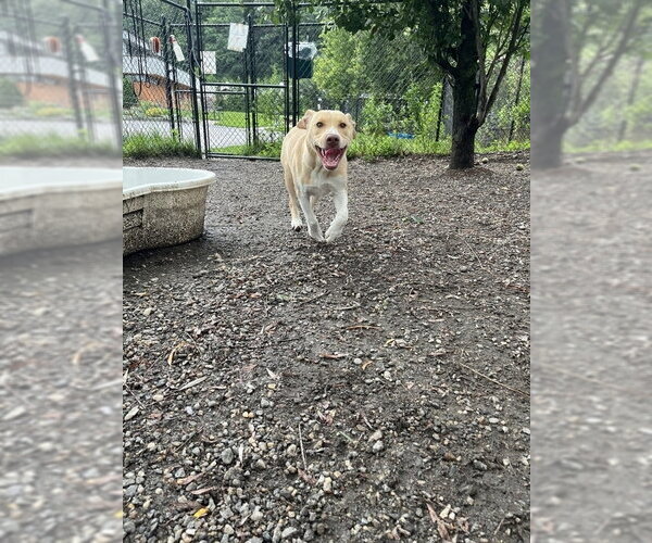 Medium Photo #1 Labsky Puppy For Sale in Elmsford, NY, USA