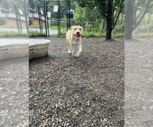Labsky Dogs for adoption in Elmsford, NY, USA
